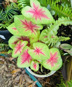 Caladium Live Plant in Pot - Colorful Foliage Houseplant - Image 3