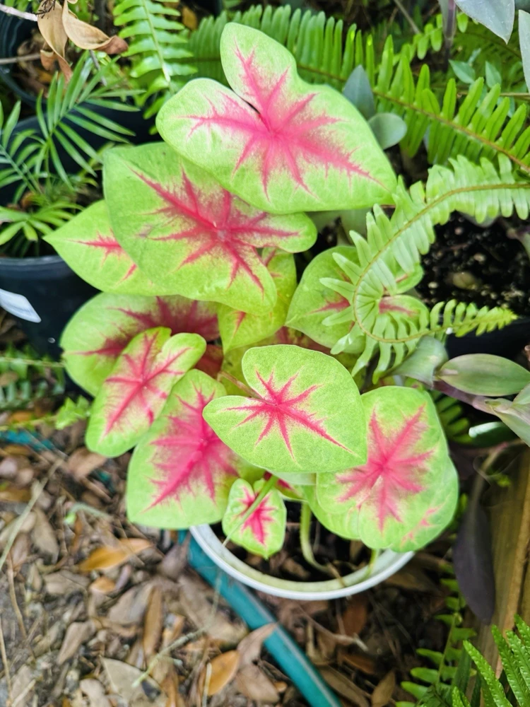 Caladium Live Plant in Pot - Colorful Foliage Houseplant - Image 3