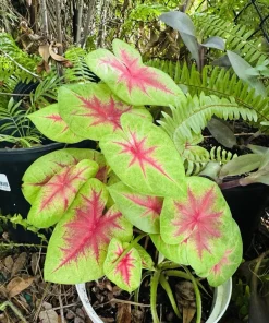 Caladium Live Plant in Pot - Colorful Foliage Houseplant - Image 4
