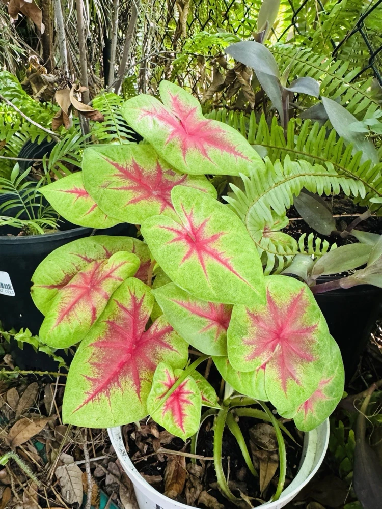 Caladium Live Plant in Pot - Colorful Foliage Houseplant - Image 4