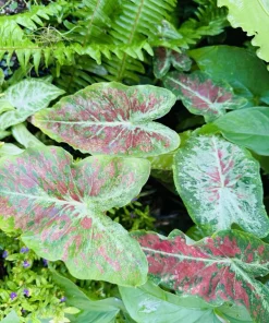 Caladium Live Plant in Pot - Colorful Foliage Houseplant - Image 5