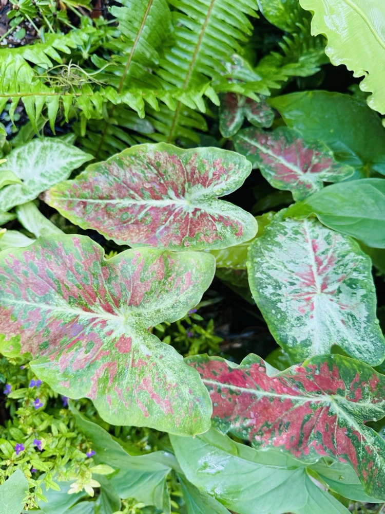 Caladium Live Plant in Pot - Colorful Foliage Houseplant - Image 5