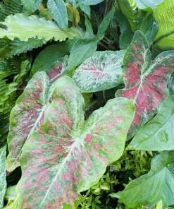 Caladium Live Plant in Pot - Colorful Foliage Houseplant - Image 6