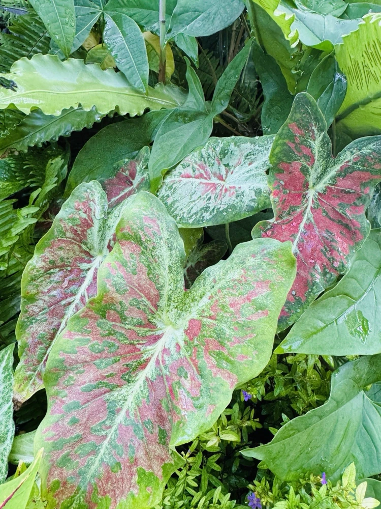 Caladium Live Plant in Pot - Colorful Foliage Houseplant - Image 6