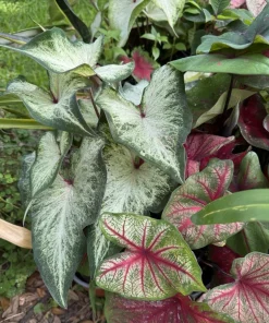 Caladium Live Plant in Pot - Colorful Foliage Houseplant - Image 8