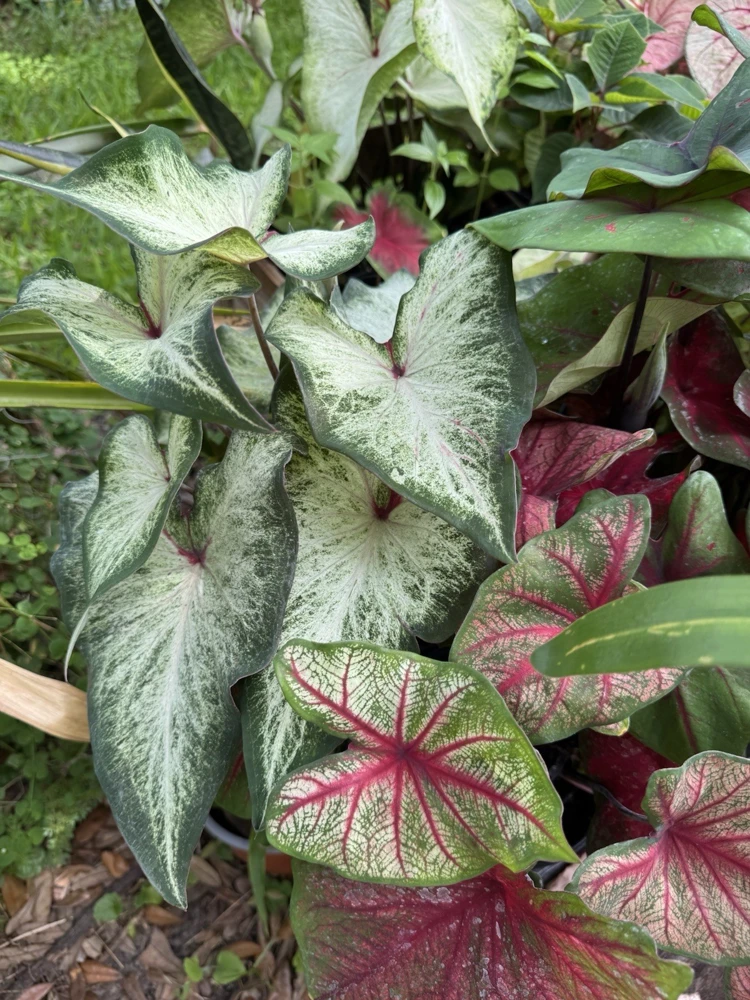 Caladium Live Plant in Pot - Colorful Foliage Houseplant - Image 8