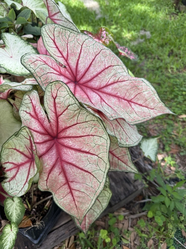 Caladium Live Plant in Pot - Colorful Foliage Houseplant - Image 9