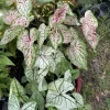 Caladium Live Plant in Pot - Colorful Foliage Houseplant - Image 1