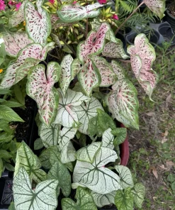 Caladium Live Plant in Pot - Colorful Foliage Houseplant - Image 1