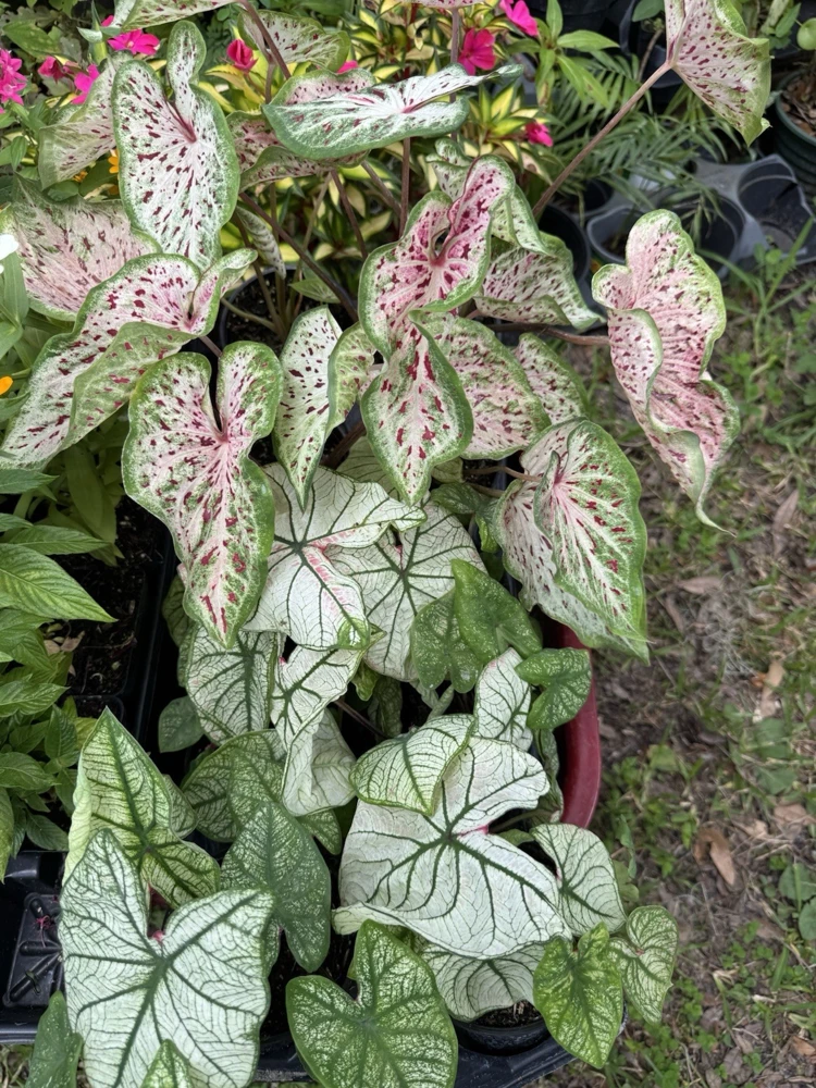 Caladium Live Plant in Pot - Colorful Foliage Houseplant - Image 1