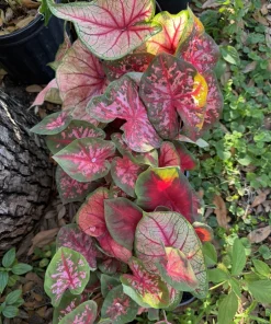 Caladium Live Plant in Pot - Fancy Leaf Elephant Ear Houseplant - Image 1