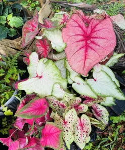 Caladium Live Plant in Pot – Fancy Leaf Elephant Ear Tropical Houseplant - Image 3
