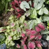 Caladium Live Plant in Pot - Fancy Leaf Elephant Ear Tropical Houseplant - Image 1