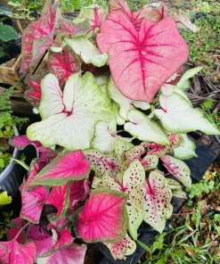 Caladium Live Plant in Pot – Fancy Leaf Elephant Ear Tropical Houseplant - Image 4