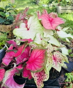 Caladium Live Plant in Pot – Fancy Leaf Elephant Ear Tropical Houseplant - Image 5