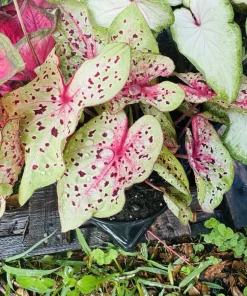 Caladium Live Plant in Pot – Fancy Leaf Elephant Ear Tropical Houseplant - Image 6