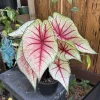 Caladium Live Plant in Pot – Fancy Leaf Elephant Ear Tropical Houseplant - Image 1