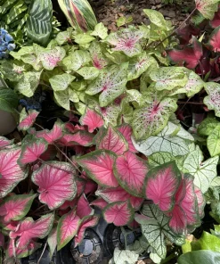 Caladium Live Plant in Pot - Vibrant Foliage Houseplant - Image 2