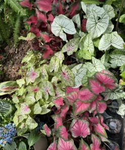 Caladium Live Plant in Pot - Vibrant Foliage Houseplant - Image 1