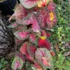 Caladium Live Plant – Potted Houseplant – Vibrant Foliage - Image 1
