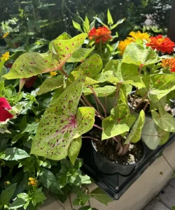 Caladium Live Plant - Vibrant Foliage for Indoor & Outdoor Gardens - Image 2