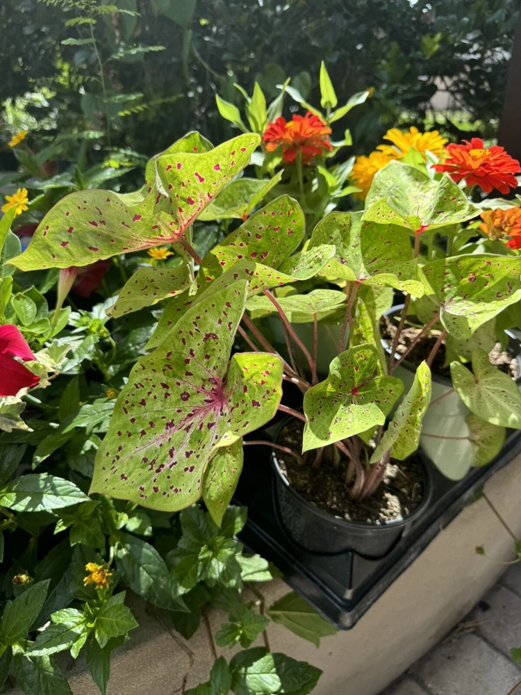 Caladium Live Plant - Vibrant Foliage for Indoor & Outdoor Gardens - Image 2