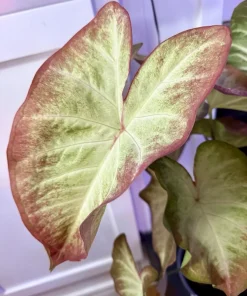 Caladium Live Plant - Vibrant Foliage for Indoor & Outdoor Gardens - Image 2