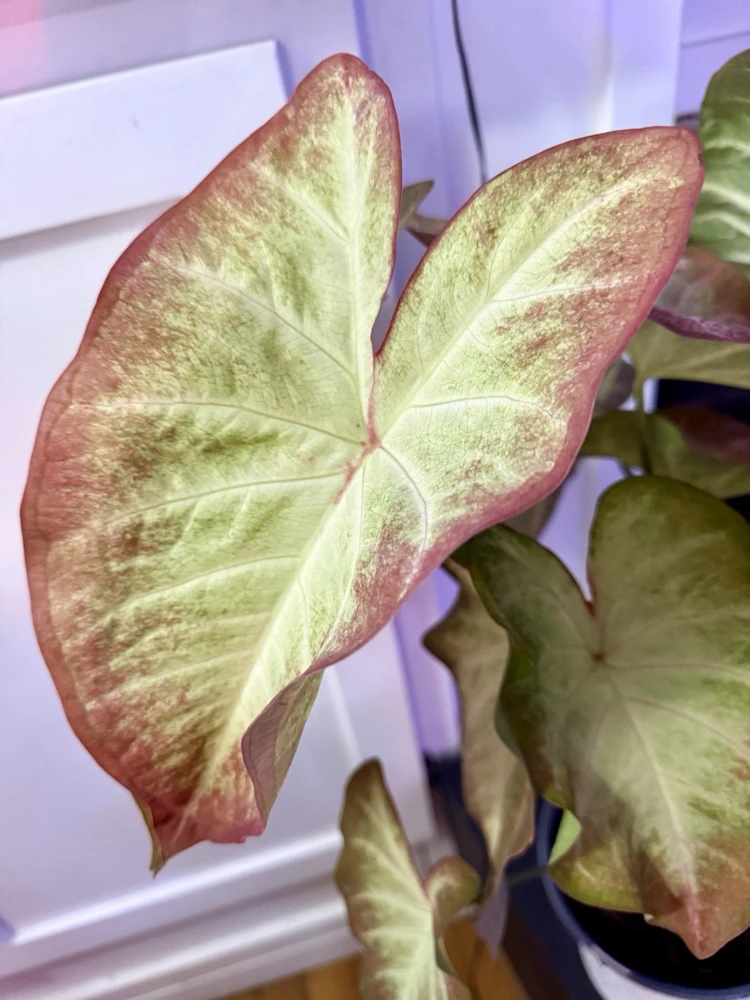 Caladium Live Plant - Vibrant Foliage for Indoor & Outdoor Gardens - Image 2