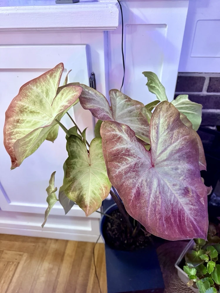 Caladium Live Plant - Vibrant Foliage for Indoor & Outdoor Gardens - Image 3