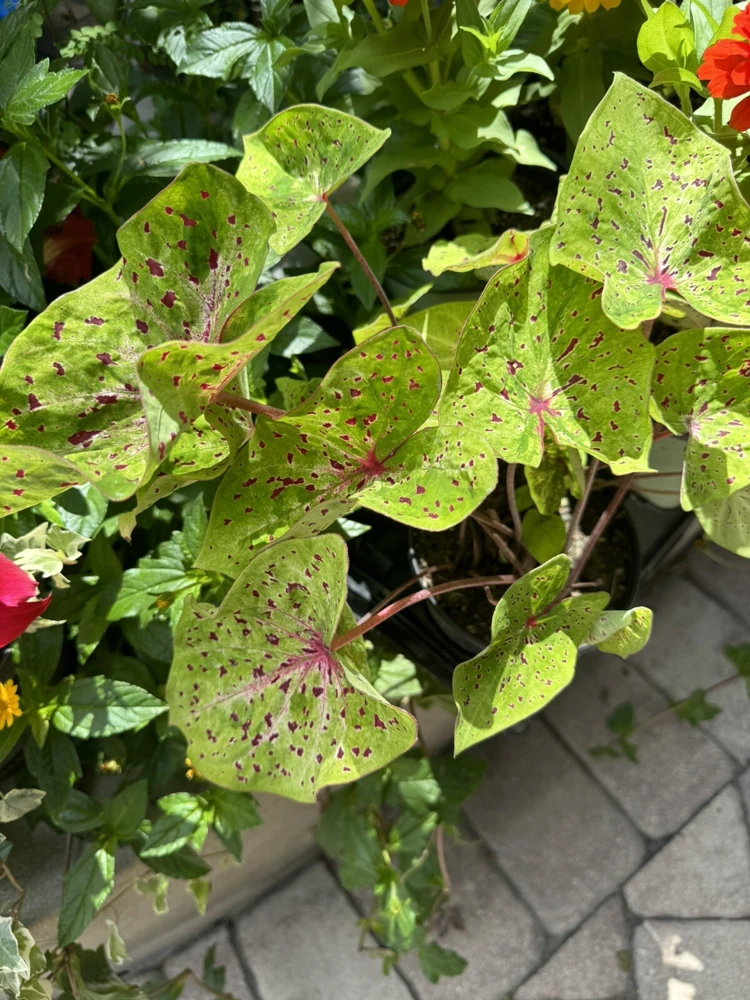 Caladium Live Plant - Vibrant Foliage for Indoor & Outdoor Gardens - Image 1