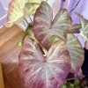 Caladium Live Plant - Vibrant Foliage for Indoor & Outdoor Gardens - Image 1
