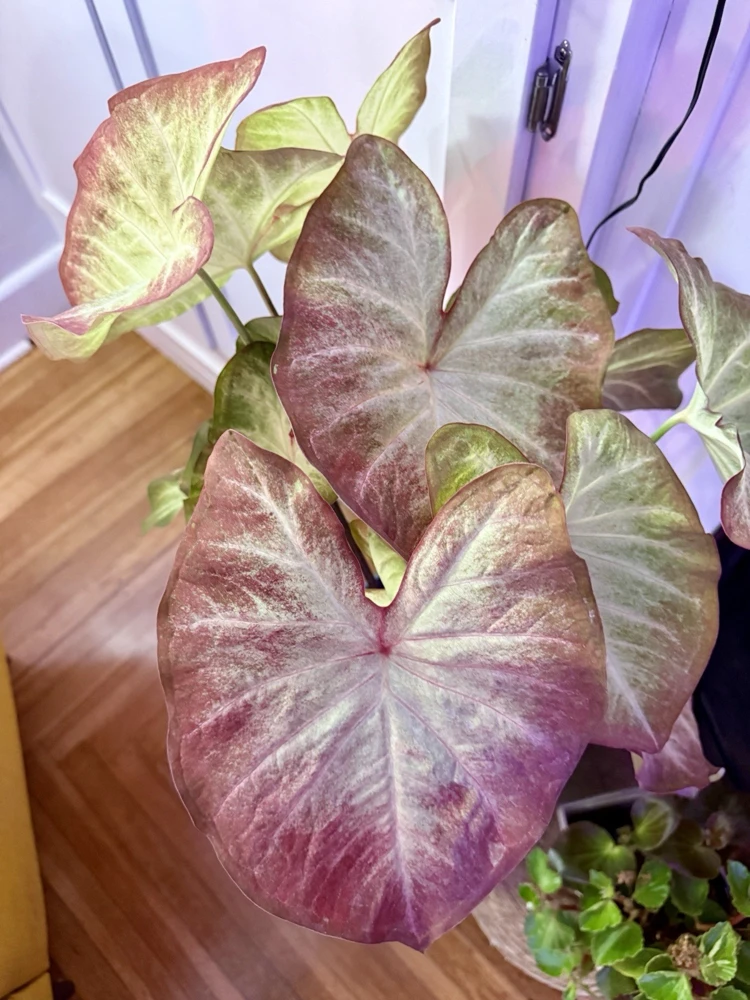 Caladium Live Plant - Vibrant Foliage for Indoor & Outdoor Gardens - Image 1