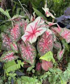Caladium Live Plant - Vibrant Foliage Houseplant for Indoor & Outdoor - Image 2
