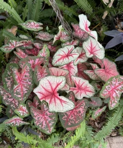 Caladium Live Plant - Vibrant Foliage Houseplant for Indoor & Outdoor - Image 3