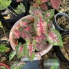 Caladium Live Plant - Vibrant Foliage Houseplant for Indoor & Outdoor - Image 1