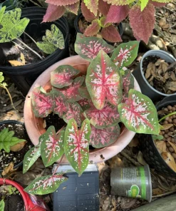Caladium Live Plant - Vibrant Foliage Houseplant for Indoor & Outdoor - Image 1