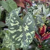 Caladium Live Plant – Vibrant Foliage Houseplant – Indoor/Outdoor - Image 1