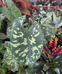 Caladium Live Plant – Vibrant Foliage Houseplant – Indoor/Outdoor - Image 1