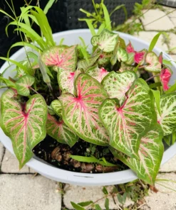Caladium Live Plant – Vibrant Foliage – Indoor & Outdoor - Image 5