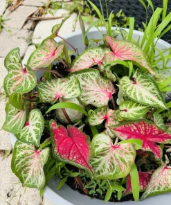Caladium Live Plant – Vibrant Foliage – Indoor & Outdoor - Image 7