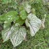 Caladium Live Plant - Vibrant Foliage - Indoor & Outdoor Garden - Image 1