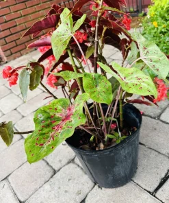 Caladium Live Plant – Vibrant Foliage – Indoor & Outdoor - Image 9
