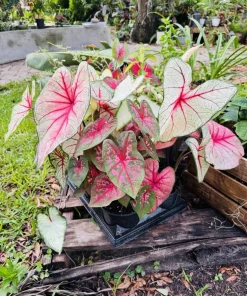 Caladium Live Plant – Vibrant Foliage – Indoor & Outdoor - Image 1