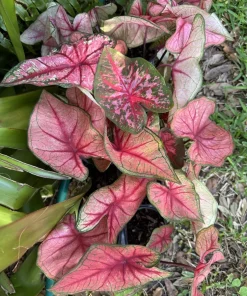 Caladium Live Plant - Vibrant Foliage, Potted Houseplant or Garden Accent - Image 3