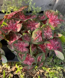 Caladium Live Plant - Vibrant Foliage, Potted Houseplant or Garden Accent - Image 4
