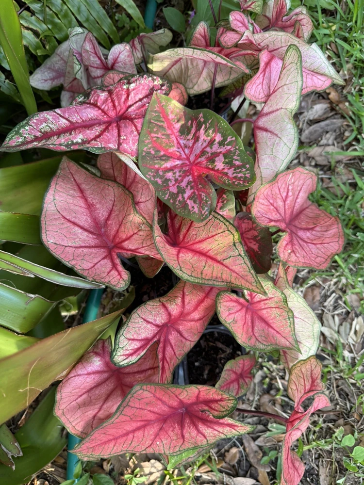 Caladium Live Plant - Vibrant Potted Houseplant - Image 2