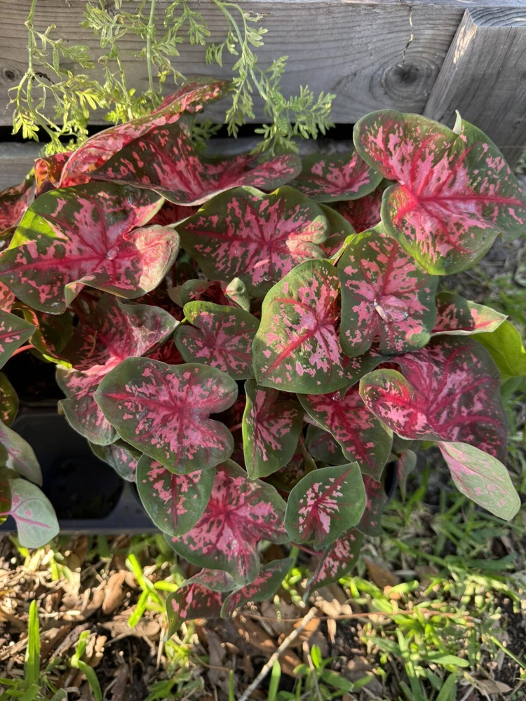 Caladium Live Plant - Vibrant Potted Houseplant - Image 1