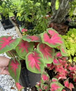 Caladium Live Plant with Pot - Fancy Leaf Elephant Ear Tropical Houseplant - Image 2