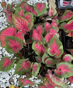 Caladium Live Plant with Pot - Fancy Leaf Elephant Ear Tropical Houseplant - Image 4