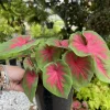 Caladium Live Plant with Pot - Fancy Leaf Elephant Ear Tropical Houseplant - Image 1
